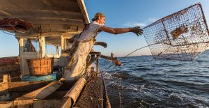 Chesapeake Bay Waterman Setting Crab Pots