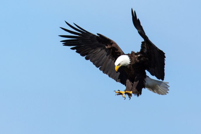 Bald eagle about to land on its nest