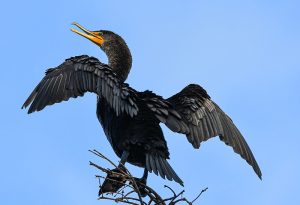 Double Crested Cormorant Drying Off After Hunting Chesapeake Bay