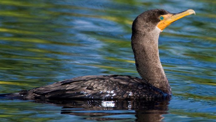 Double Crested Cormorant swimming hunting for food Chesapeake Bay