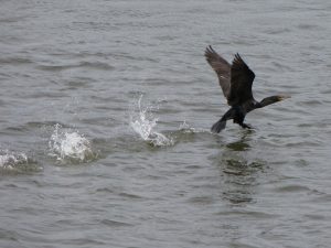 Double Crested Cormorant Chesapeake Bay