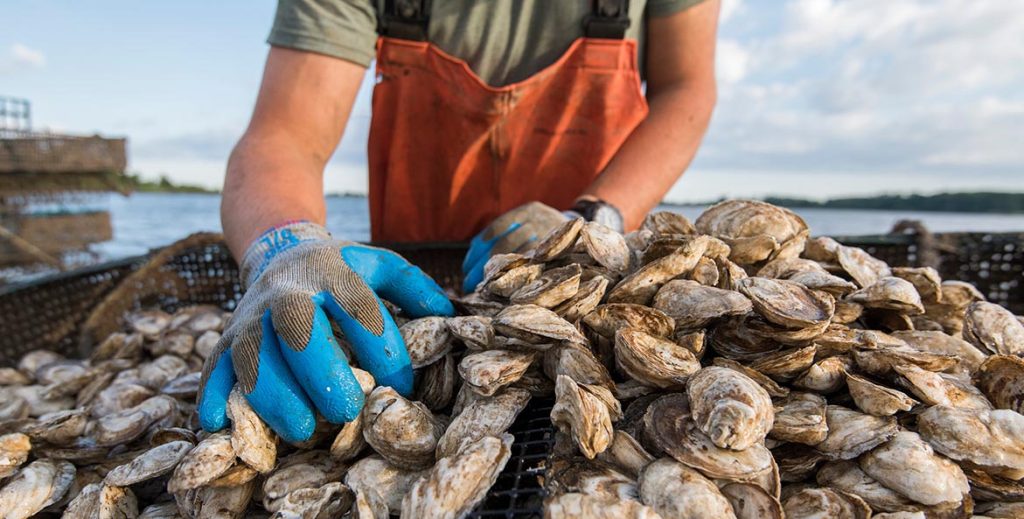 A Perfect Chesapeake Bay Oyster Harvest