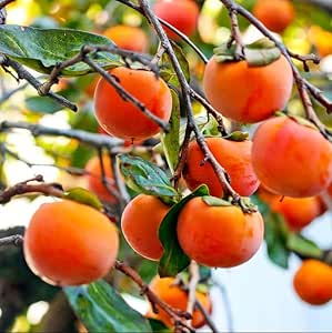 American Persimmon Fruit