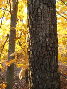 American Persimmon Tree