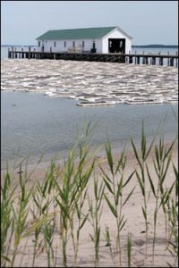 Chesapeake Bay Oyster Farm Choptank River