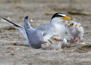 Least Tern Nesting with Chicks