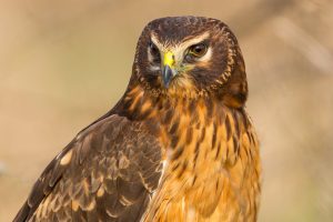 Northern Harrier - Female