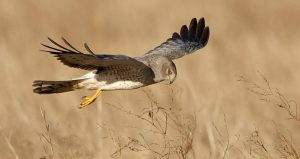 Northern Harrier Hunting