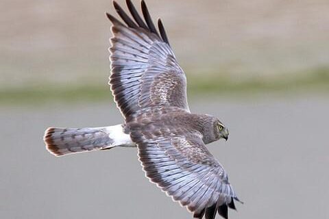 Northern Harrier - Male