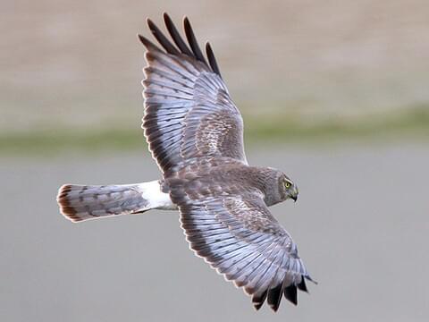 Northern Harrier - Male