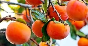 Persimmon Fruit Tree