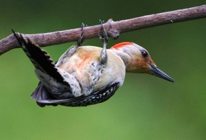 Red Bellied Woodpecker Colors