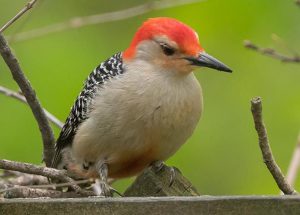 Red-Bellied Woodpecker - Contemplating