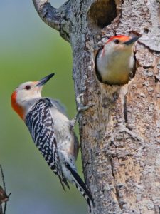 Red-Bellied Woodpecker - Nest Hole