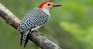 Red-Bellied Woodpecker Perching