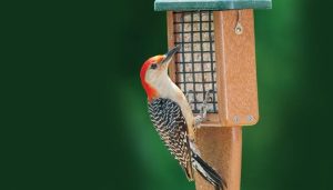 Red-Bellied Woodpecker at Bird Feeder