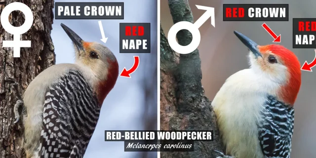 Red-Bellied_Woodpecker_Male_vs_Female