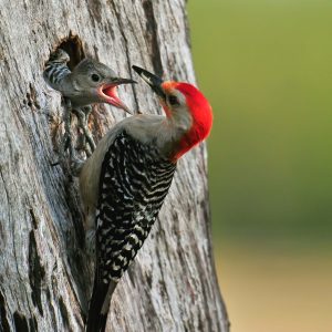 Red-bellied-Woodpecker-feeding-young