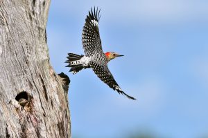 Red-bellied-Woodpecker-in-flight