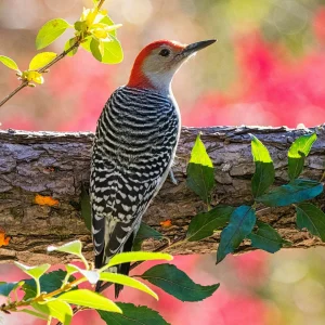 Red-bellied_Woodpecker