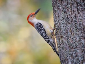 Red-bellied_Woodpecker_South_River