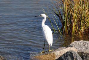 Snowy Egret