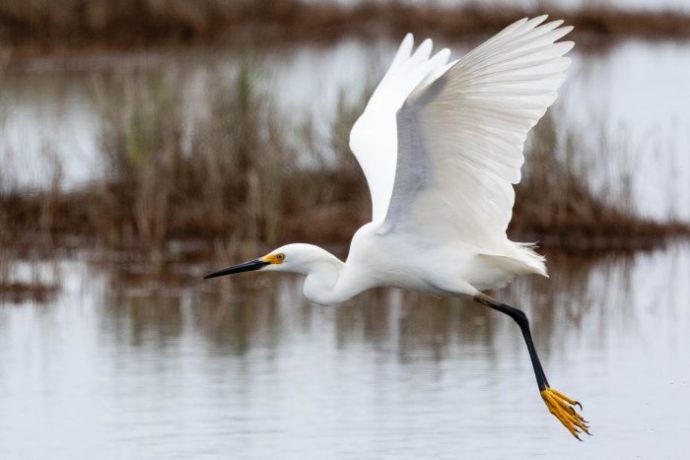 Snowy Egret on the Chesapeake Bay, Maryland