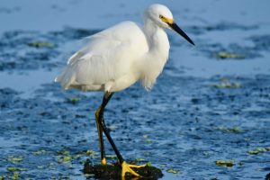 Snowy Egret on the Chesapeake Bay, Maryland