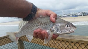 Adult 
Croaker - Chesapeake Bay, MD