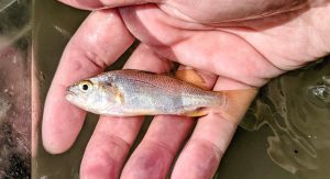 Juvenile Croaker - Chesapeake Bay